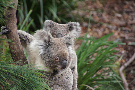 two koala bears hanging on tree trunk thumbnail