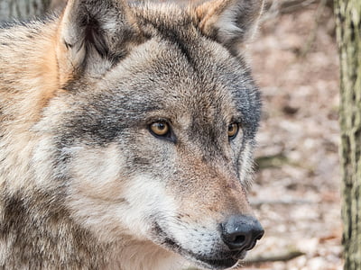 closeup photo of brown wolf thumbnail