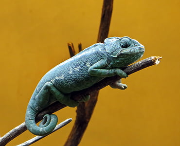 green chameleon perched on twig thumbnail