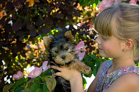 girl holding a black and tan Yorkshire terrier puppy thumbnail