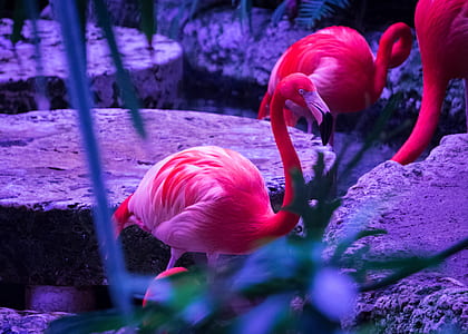 selective focus photo of flamingo thumbnail