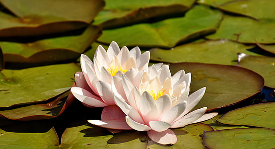 closeup photography of white waterlilies near green pods thumbnail