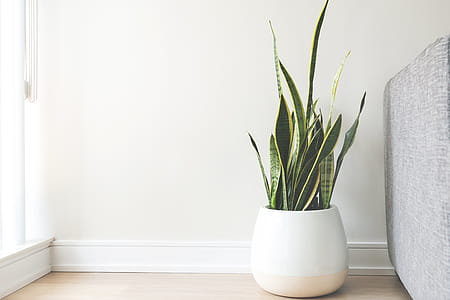 House Plant In White Pot Photo thumbnail