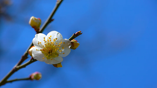 white cherry blossoms on blue background thumbnail