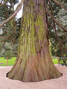 Giant Redwood, Sequoiadendron Giganteum thumbnail