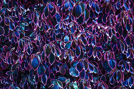 photo of blue-and-maroon leaf at daytime thumbnail
