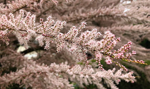 pink flowers thumbnail