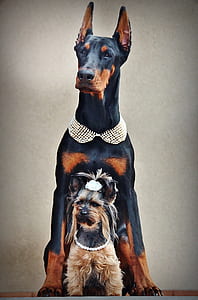 photo of black and tan Doberman pinscher over Yorkshire terrier thumbnail