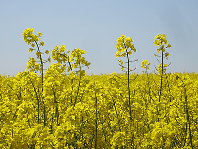 Oilseed Rape, Field Of Rapeseeds thumbnail