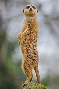 brown animal standing on green rock formation thumbnail