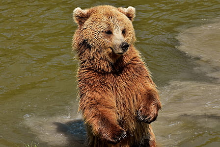 sun bear standing near body of water thumbnail