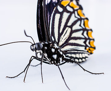 Butterfly, Insect thumbnail