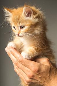 person holding orange Tabby kitten thumbnail