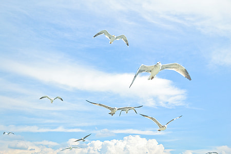 flying flock of birds under cloudy sky during daytime thumbnail