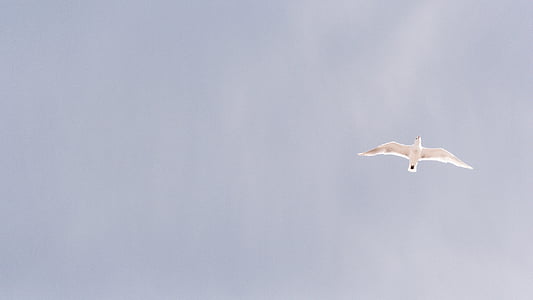 low angle photography of white bird soaring thumbnail