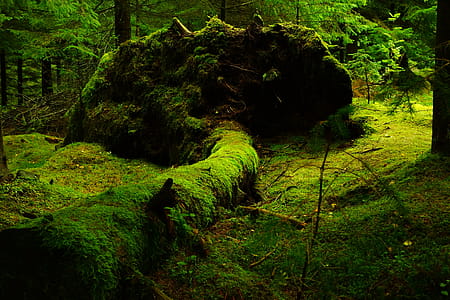 Green Grass Field thumbnail