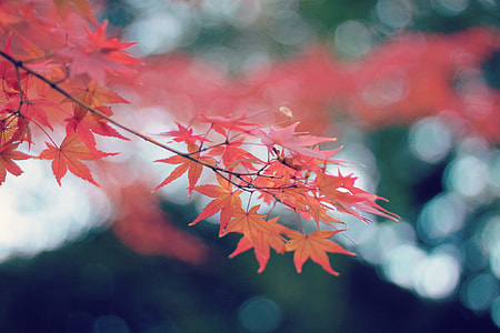 tilt shift lens photography of red maple leafs thumbnail
