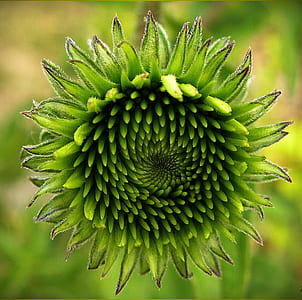 green chrysanthemum flower in closeup photography thumbnail