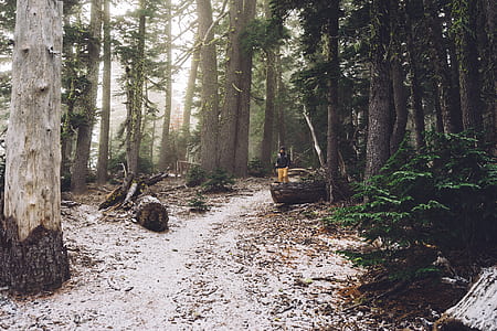 forest, trees, hiker, hiking thumbnail