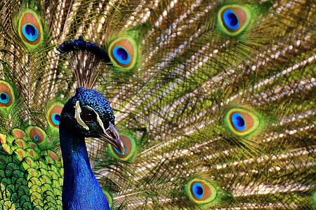 closeup photography of Peacock during daytime thumbnail