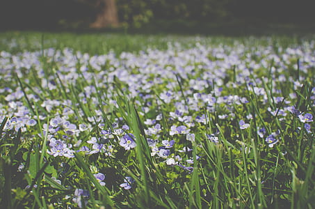 purple petaled flower field thumbnail