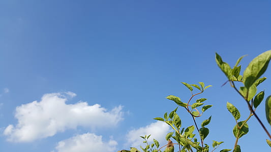 green leafed plants during daytime thumbnail