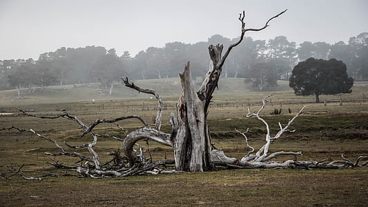 drift wood on grass lawn thumbnail