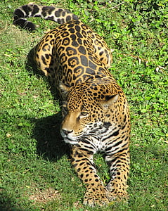 orange and white leopard thumbnail