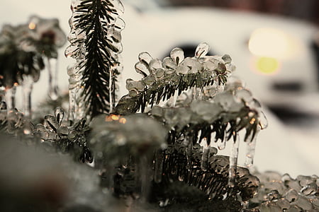 closeup photo of frozen pine leaf thumbnail