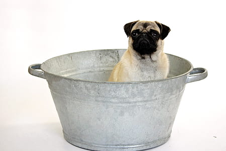 fawn pug on wash tub thumbnail