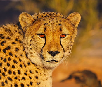 photo of cheetah thumbnail