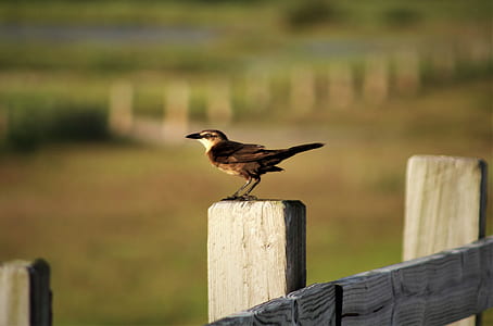 brown bird on wooden fence during daytime thumbnail