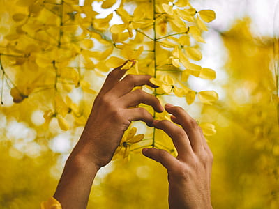 person holding yellow leafed hanging plant in selective focus photography thumbnail