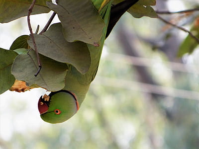 green rose ringed parakeet perched on tree thumbnail