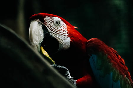 Selective Focus Photography of Scarlet Macaw thumbnail