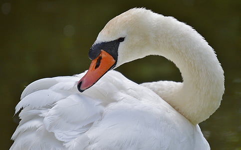 selective focus photography of white swan thumbnail