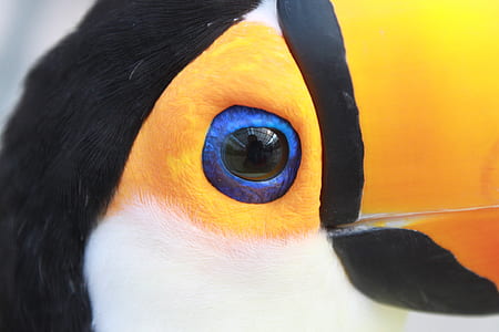 closeup photography of Penguin thumbnail