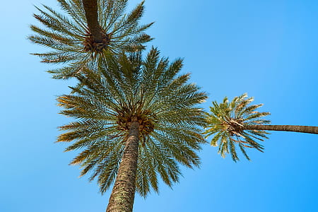 low-angle photography of coconut trees under blue sky thumbnail