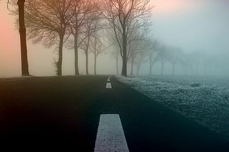 cleared road near trees covered by mist thumbnail
