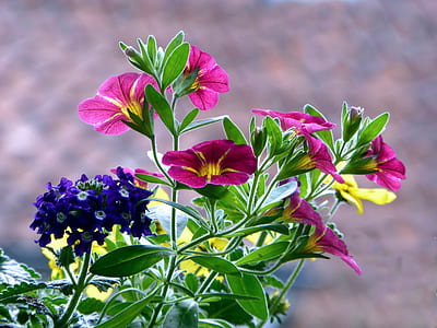 pink and purple flowering plant thumbnail