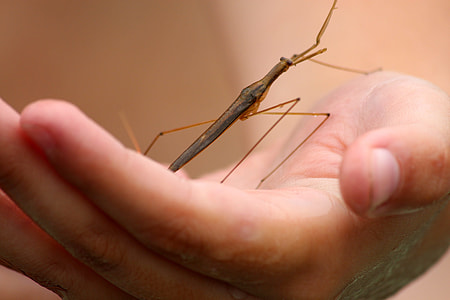 Ranatra, Water Stick Insects thumbnail