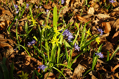 Forest - Yellow Star, Gagea Lutea thumbnail