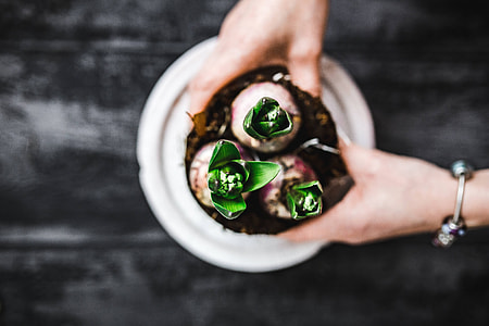 Close-ups of green potted plants thumbnail