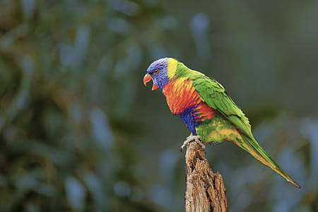 Selective Focus Photography of Rainbow Lorikeet thumbnail