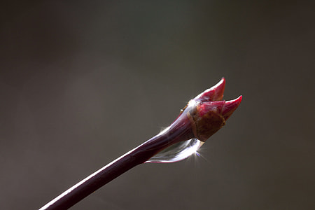 dew on flower bud thumbnail