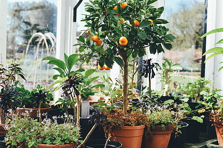 kumquat fruits thumbnail