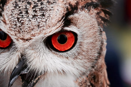 selective focus photography of brown and white owl thumbnail