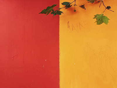 green leaves on wall thumbnail