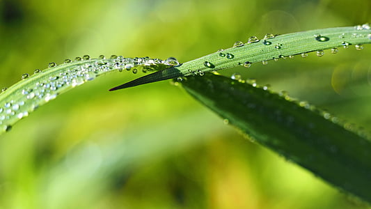 selective focus photography of dew drops on plant thumbnail