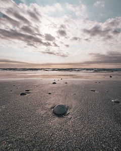 seashell on seashore under cloudy sky during daytime thumbnail